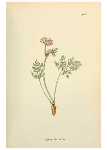 Reproducción/Reproduction 48591700526: Flowers of the Engadine.. Winchester,Printed for the Author by Warren and Son,1891.. 