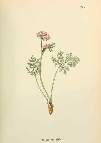 Reproducción/Reproduction 48591700526: Flowers of the Engadine.. Winchester,Printed for the Author by Warren and Son,1891.. 