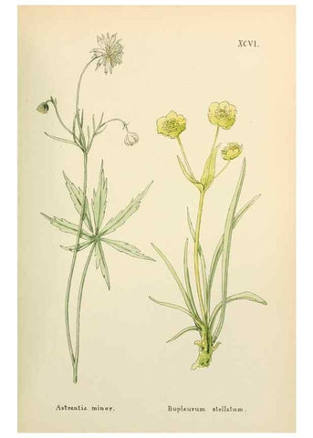 Reproducción/Reproduction 48591700126: Flowers of the Engadine.. Winchester,Printed for the Author by Warren and Son,1891.. 