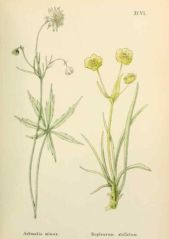 Reproducción/Reproduction 48591700126: Flowers of the Engadine.. Winchester,Printed for the Author by Warren and Son,1891.. 