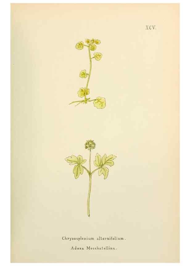 Reproducción/Reproduction 48591699766: Flowers of the Engadine.. Winchester,Printed for the Author by Warren and Son,1891.. 