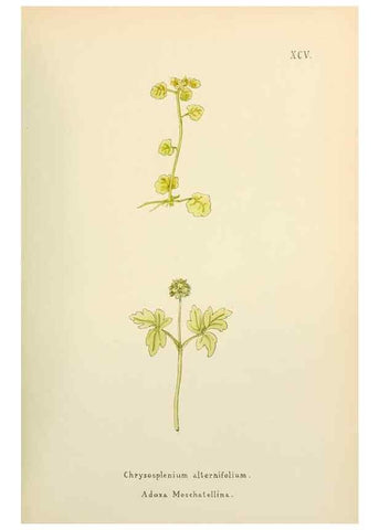 Reproducción/Reproduction 48591699766: Flowers of the Engadine.. Winchester,Printed for the Author by Warren and Son,1891.. 