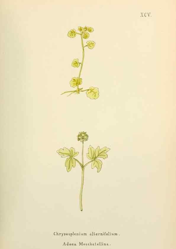 Reproducción/Reproduction 48591699766: Flowers of the Engadine.. Winchester,Printed for the Author by Warren and Son,1891.. 