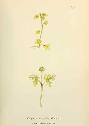 Reproducción/Reproduction 48591699766: Flowers of the Engadine.. Winchester,Printed for the Author by Warren and Son,1891.. 