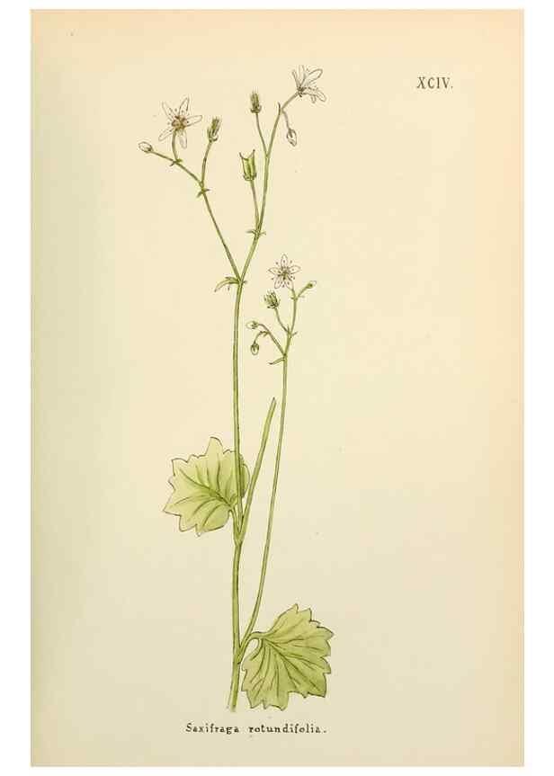 Reproducción/Reproduction 48591699491: Flowers of the Engadine.. Winchester,Printed for the Author by Warren and Son,1891.. 