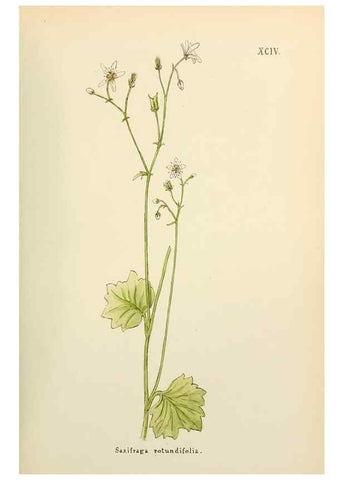 Reproducción/Reproduction 48591699491: Flowers of the Engadine.. Winchester,Printed for the Author by Warren and Son,1891.. 