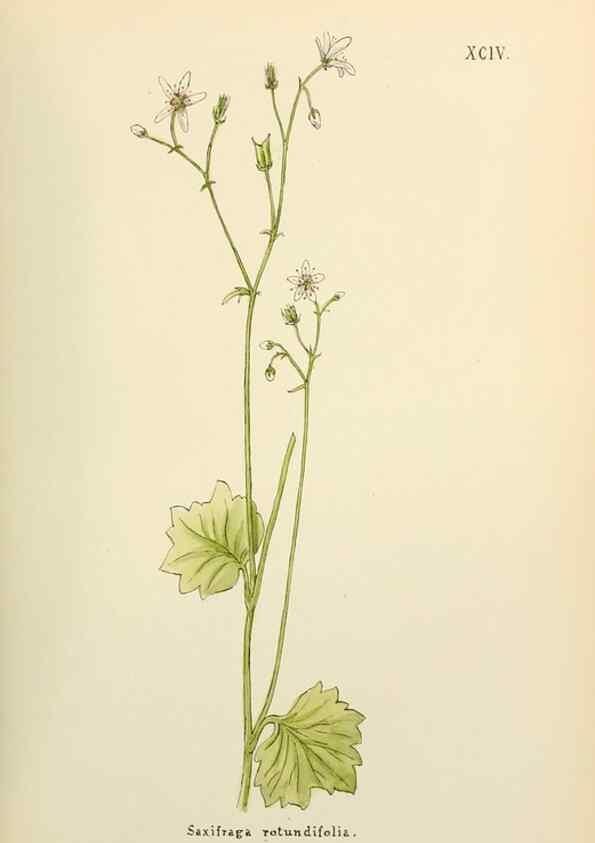 Reproducción/Reproduction 48591699491: Flowers of the Engadine.. Winchester,Printed for the Author by Warren and Son,1891.. 
