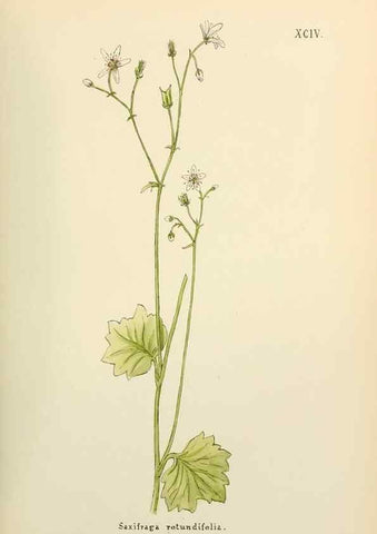 Reproducción/Reproduction 48591699491: Flowers of the Engadine.. Winchester,Printed for the Author by Warren and Son,1891.. 