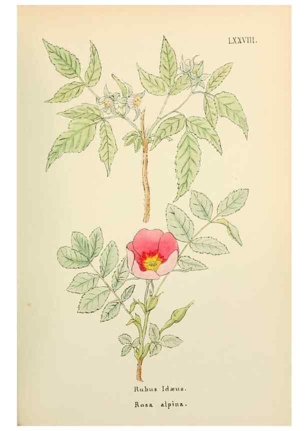 Reproducción/Reproduction 48591693261: Flowers of the Engadine.. Winchester,Printed for the Author by Warren and Son,1891.. 