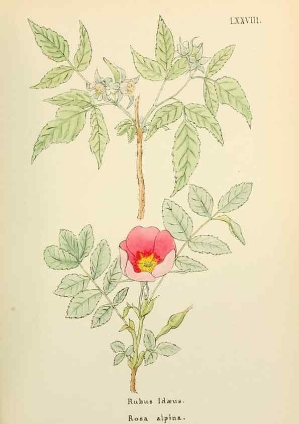 Reproducción/Reproduction 48591693261: Flowers of the Engadine.. Winchester,Printed for the Author by Warren and Son,1891.. 