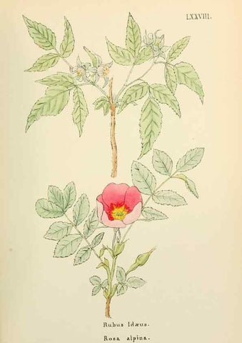 Reproducción/Reproduction 48591693261: Flowers of the Engadine.. Winchester,Printed for the Author by Warren and Son,1891.. 