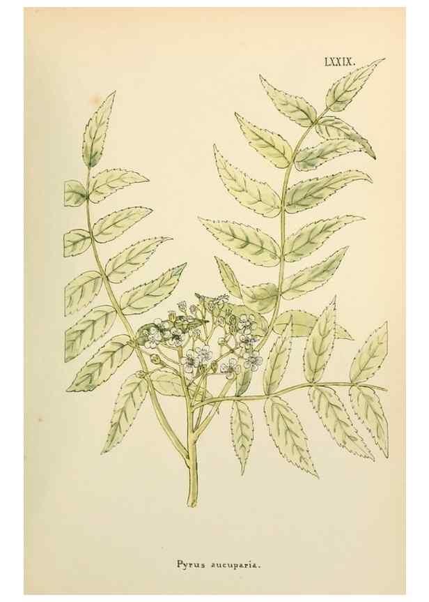 Reproducción/Reproduction 48591839142: Flowers of the Engadine.. Winchester,Printed for the Author by Warren and Son,1891.. 