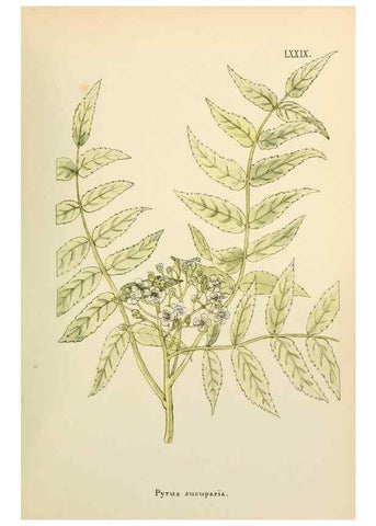 Reproducción/Reproduction 48591839142: Flowers of the Engadine.. Winchester,Printed for the Author by Warren and Son,1891.. 