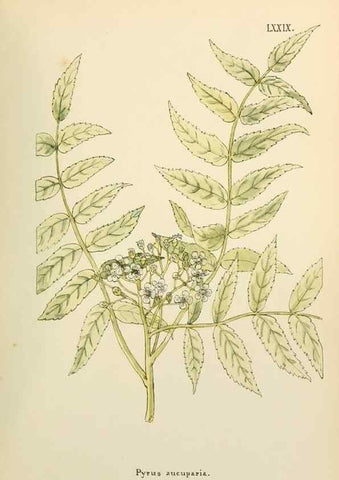 Reproducción/Reproduction 48591839142: Flowers of the Engadine.. Winchester,Printed for the Author by Warren and Son,1891.. 