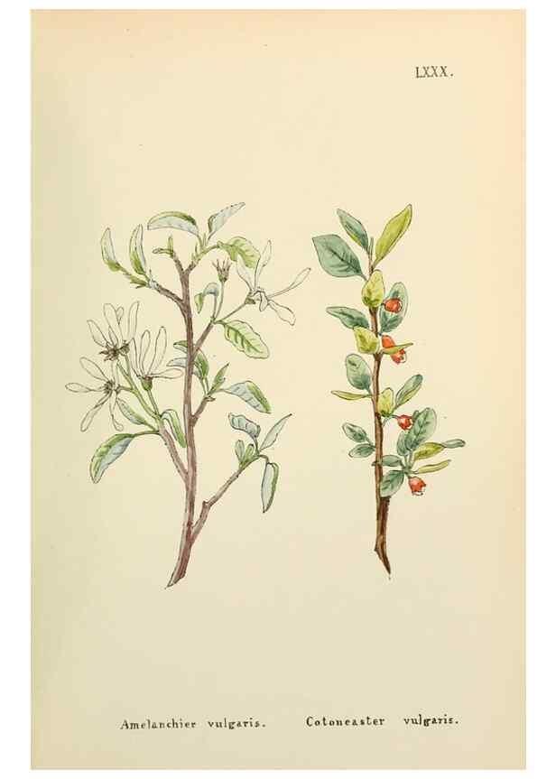 Reproducción/Reproduction 48591839532: Flowers of the Engadine.. Winchester,Printed for the Author by Warren and Son,1891.. 