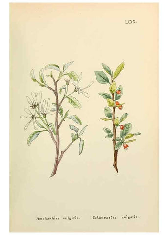 Reproducción/Reproduction 48591839532: Flowers of the Engadine.. Winchester,Printed for the Author by Warren and Son,1891.. 