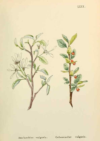 Reproducción/Reproduction 48591839532: Flowers of the Engadine.. Winchester,Printed for the Author by Warren and Son,1891.. 