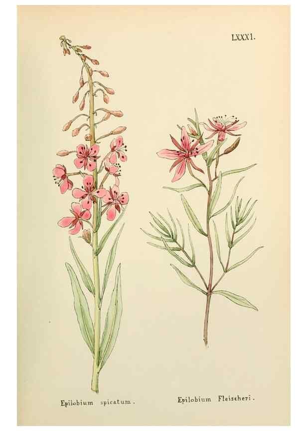 Reproducción/Reproduction 48591694426: Flowers of the Engadine.. Winchester,Printed for the Author by Warren and Son,1891.. 