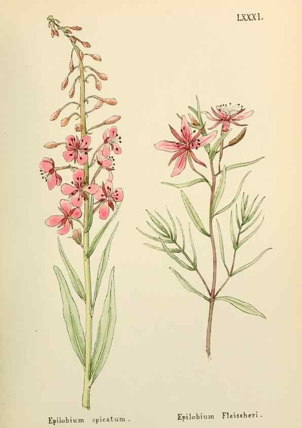 Reproducción/Reproduction 48591694426: Flowers of the Engadine.. Winchester,Printed for the Author by Warren and Son,1891.. 