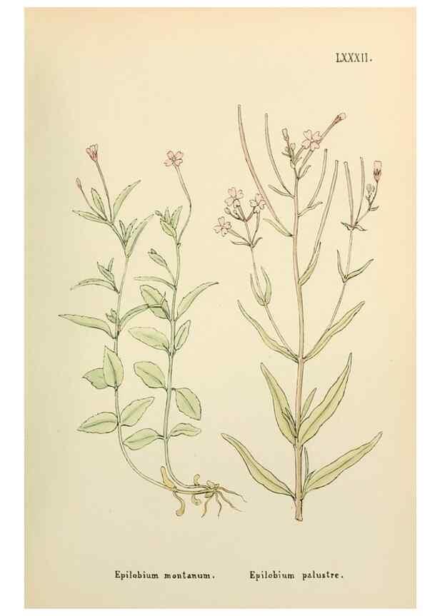 Reproducción/Reproduction 48591840307: Flowers of the Engadine.. Winchester,Printed for the Author by Warren and Son,1891.. 
