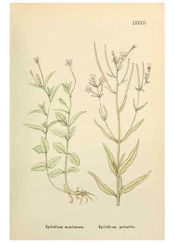 Reproducción/Reproduction 48591840307: Flowers of the Engadine.. Winchester,Printed for the Author by Warren and Son,1891.. 