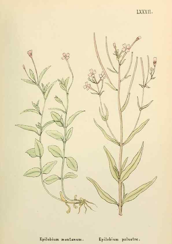 Reproducción/Reproduction 48591840307: Flowers of the Engadine.. Winchester,Printed for the Author by Warren and Son,1891.. 