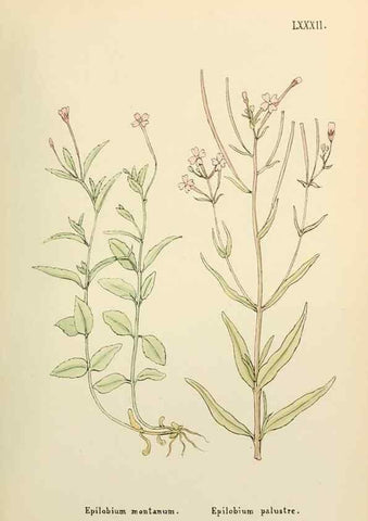Reproducción/Reproduction 48591840307: Flowers of the Engadine.. Winchester,Printed for the Author by Warren and Son,1891.. 