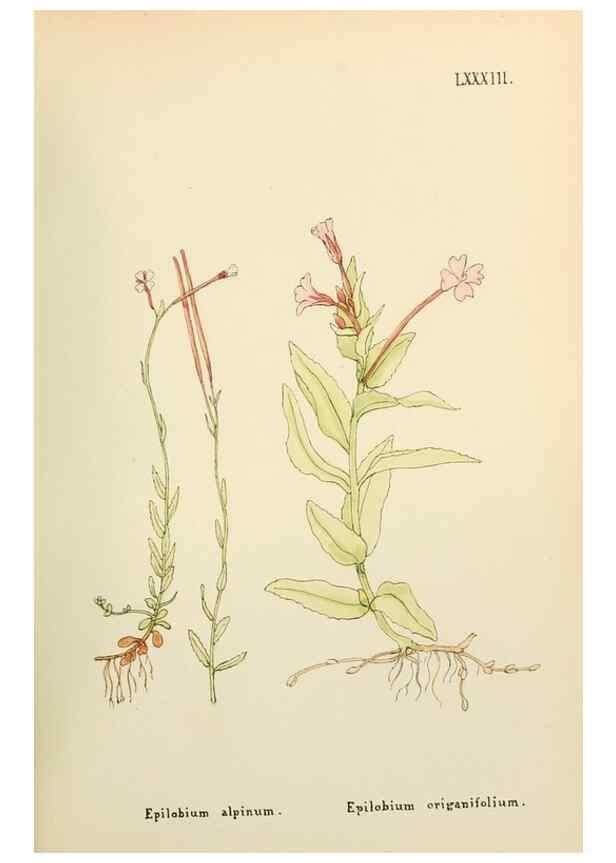 Reproducción/Reproduction 48591695226: Flowers of the Engadine.. Winchester,Printed for the Author by Warren and Son,1891.. 