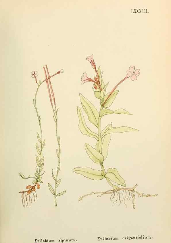 Reproducción/Reproduction 48591695226: Flowers of the Engadine.. Winchester,Printed for the Author by Warren and Son,1891.. 