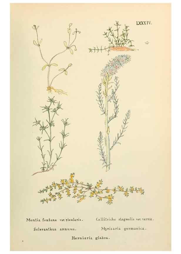 Reproducción/Reproduction 48591841037: Flowers of the Engadine.. Winchester,Printed for the Author by Warren and Son,1891.. 