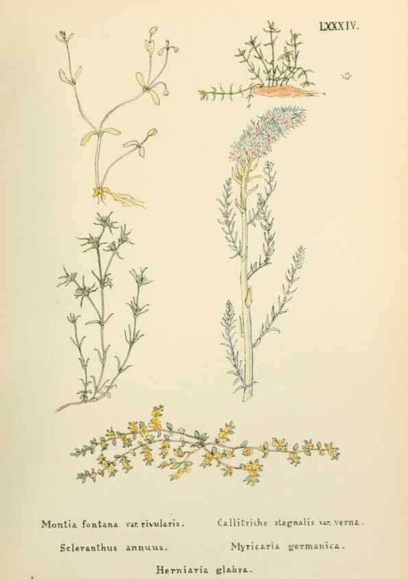 Reproducción/Reproduction 48591841037: Flowers of the Engadine.. Winchester,Printed for the Author by Warren and Son,1891.. 