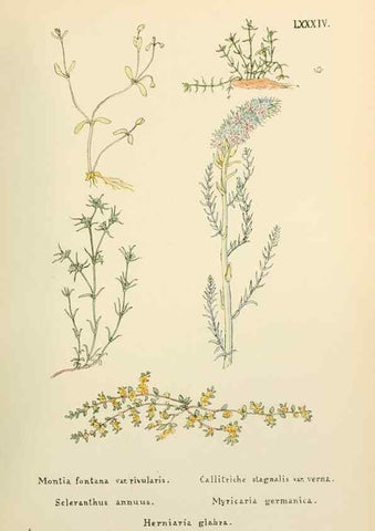 Reproducción/Reproduction 48591841037: Flowers of the Engadine.. Winchester,Printed for the Author by Warren and Son,1891.. 