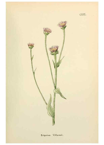 Reproducción/Reproduction 48591708046: Flowers of the Engadine.. Winchester,Printed for the Author by Warren and Son,1891.. 
