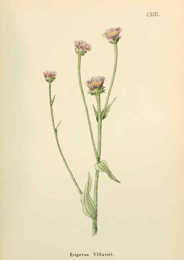 Reproducción/Reproduction 48591708046: Flowers of the Engadine.. Winchester,Printed for the Author by Warren and Son,1891.. 