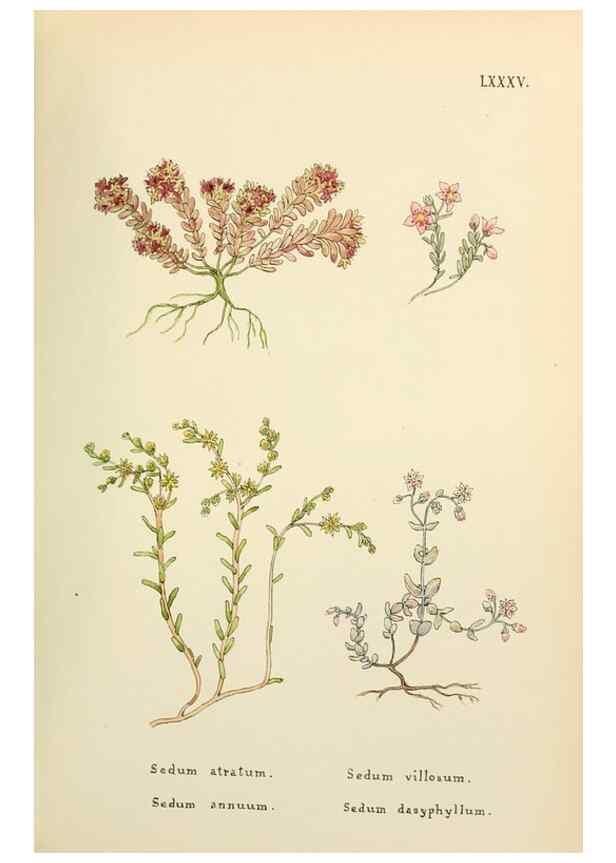 Reproducción/Reproduction 48591841412: Flowers of the Engadine.. Winchester,Printed for the Author by Warren and Son,1891.. 