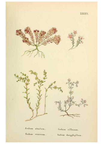 Reproducción/Reproduction 48591841412: Flowers of the Engadine.. Winchester,Printed for the Author by Warren and Son,1891.. 