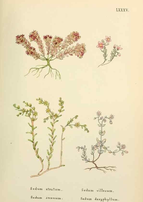 Reproducción/Reproduction 48591841412: Flowers of the Engadine.. Winchester,Printed for the Author by Warren and Son,1891.. 