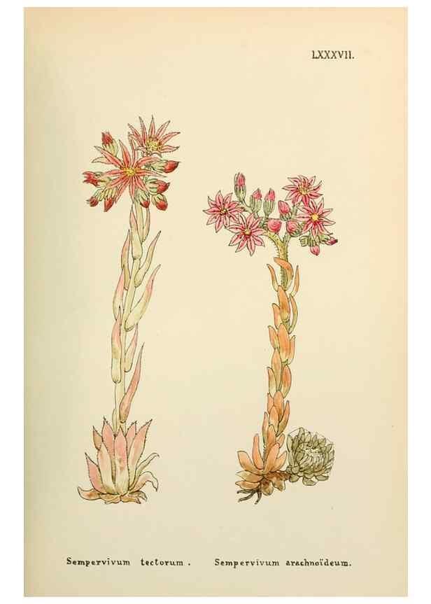 Reproducción/Reproduction 48591842142: Flowers of the Engadine.. Winchester,Printed for the Author by Warren and Son,1891.. 