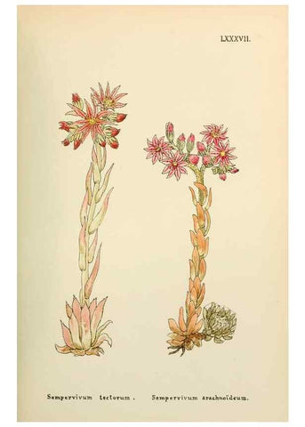 Reproducción/Reproduction 48591842142: Flowers of the Engadine.. Winchester,Printed for the Author by Warren and Son,1891.. 