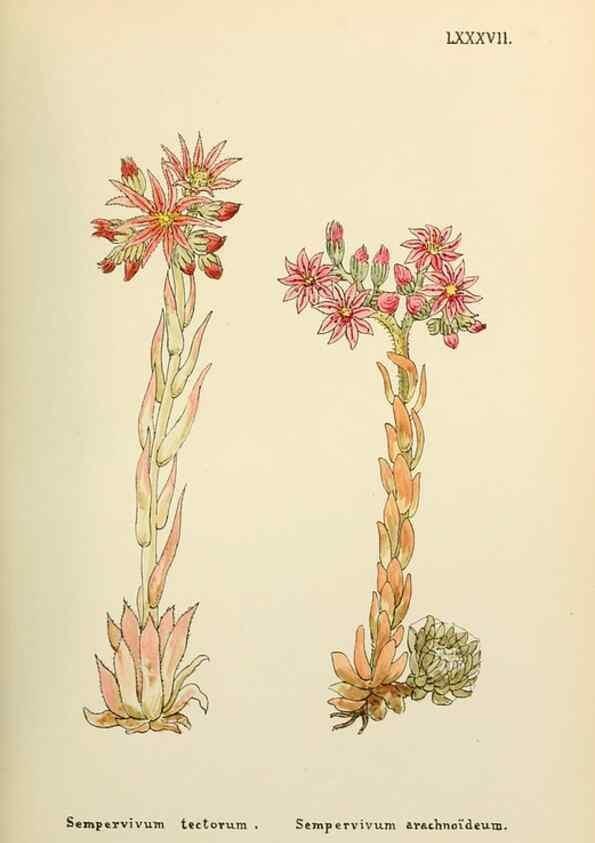 Reproducción/Reproduction 48591842142: Flowers of the Engadine.. Winchester,Printed for the Author by Warren and Son,1891.. 