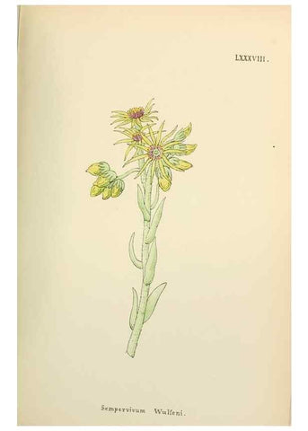 Reproducción/Reproduction 48591842537: Flowers of the Engadine.. Winchester,Printed for the Author by Warren and Son,1891.. 