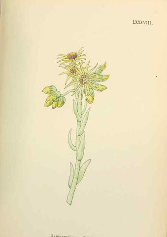 Reproducción/Reproduction 48591842537: Flowers of the Engadine.. Winchester,Printed for the Author by Warren and Son,1891.. 