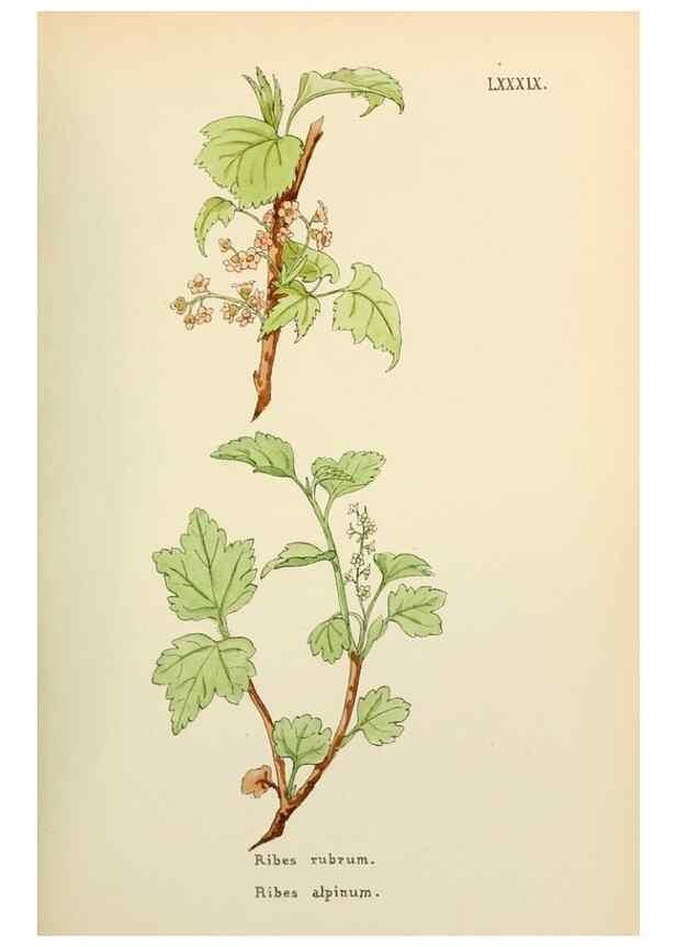 Reproducción/Reproduction 48591842942: Flowers of the Engadine.. Winchester,Printed for the Author by Warren and Son,1891.. 