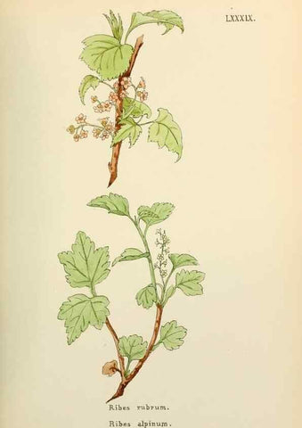 Reproducción/Reproduction 48591842942: Flowers of the Engadine.. Winchester,Printed for the Author by Warren and Son,1891.. 