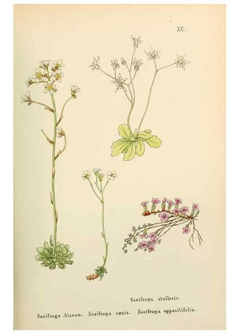 Reproducción/Reproduction 48591843352: Flowers of the Engadine.. Winchester,Printed for the Author by Warren and Son,1891.. 