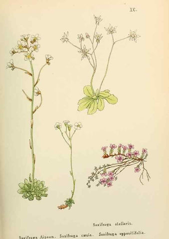 Reproducción/Reproduction 48591843352: Flowers of the Engadine.. Winchester,Printed for the Author by Warren and Son,1891.. 