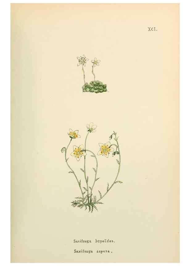 Reproducción/Reproduction 48591698341: Flowers of the Engadine.. Winchester,Printed for the Author by Warren and Son,1891.. 