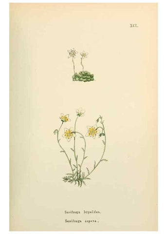 Reproducción/Reproduction 48591698341: Flowers of the Engadine.. Winchester,Printed for the Author by Warren and Son,1891.. 