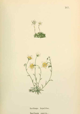 Reproducción/Reproduction 48591698341: Flowers of the Engadine.. Winchester,Printed for the Author by Warren and Son,1891.. 