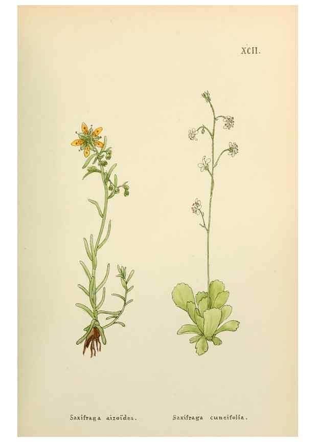 Reproducción/Reproduction 48591844172: Flowers of the Engadine.. Winchester,Printed for the Author by Warren and Son,1891.. 